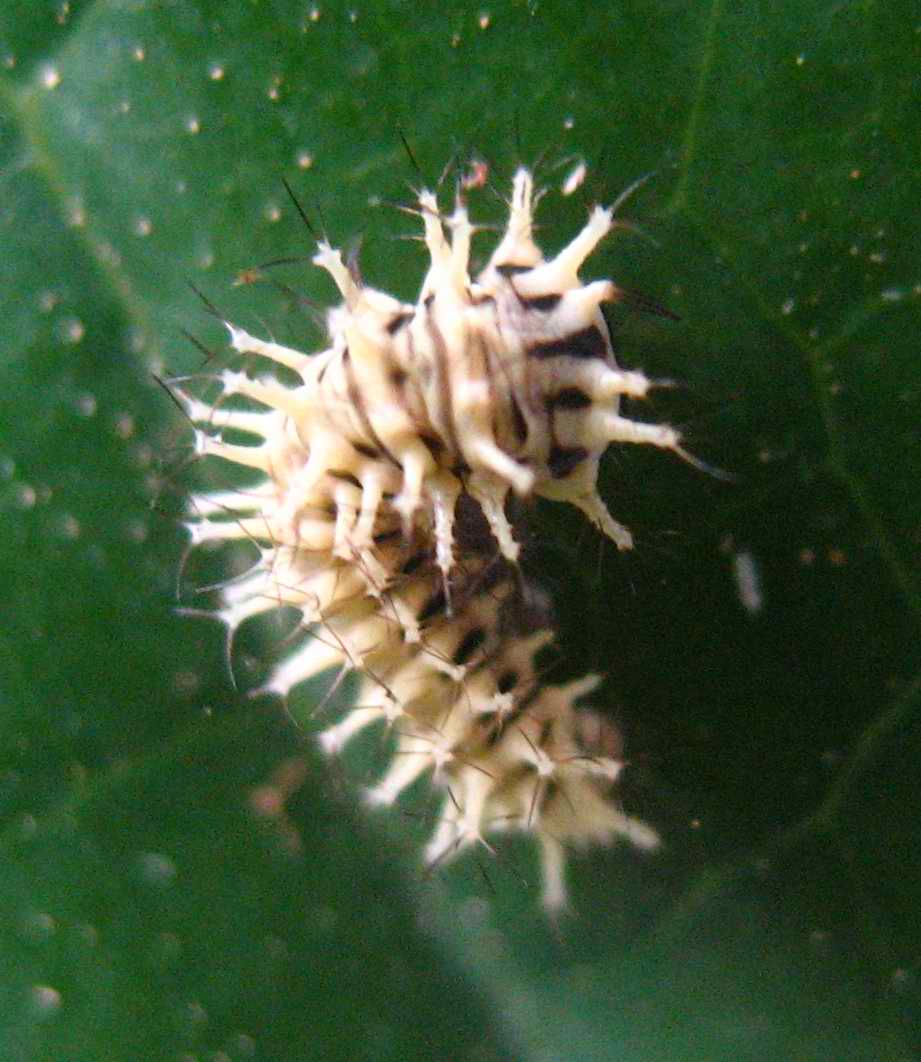 按此在新視窗瀏覽圖片