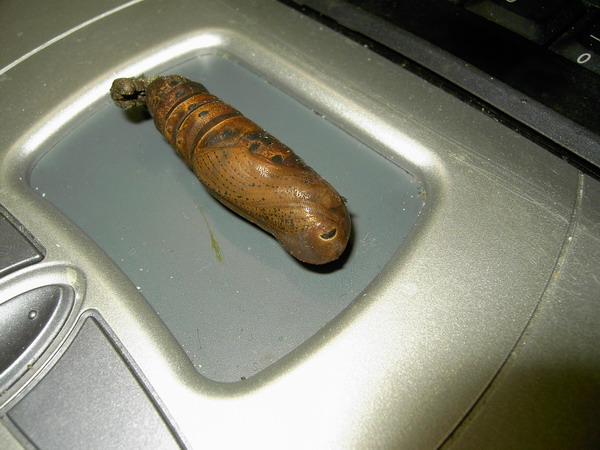 按此在新視窗瀏覽圖片