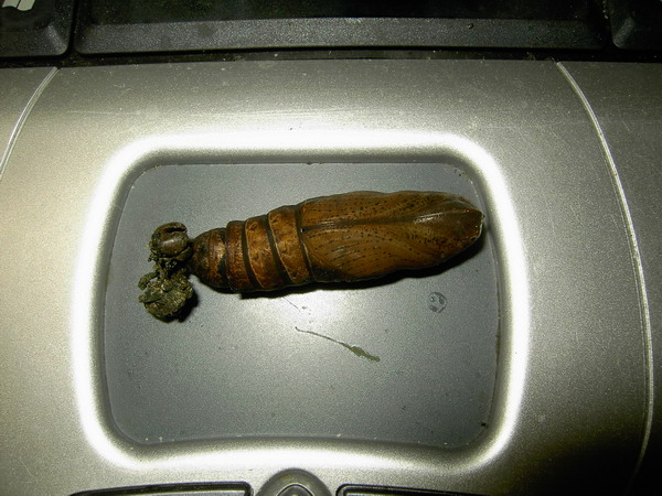 按此在新視窗瀏覽圖片