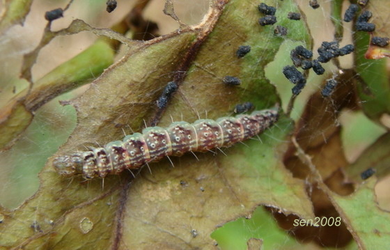 按此在新視窗瀏覽圖片