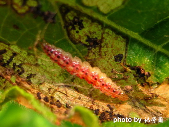 按此在新視窗瀏覽圖片