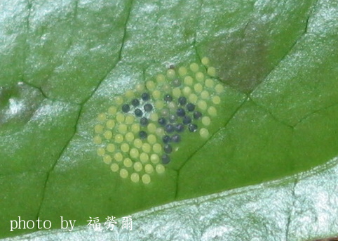 按此在新視窗瀏覽圖片