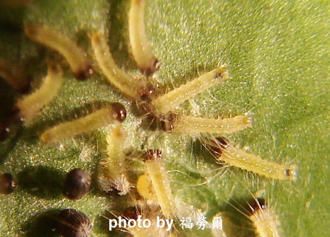按此在新視窗瀏覽圖片