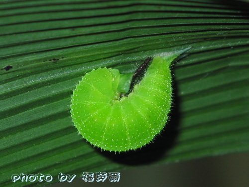 按此在新視窗瀏覽圖片