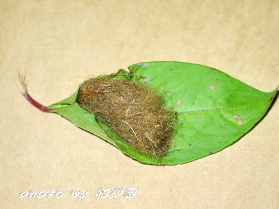 按此在新視窗瀏覽圖片