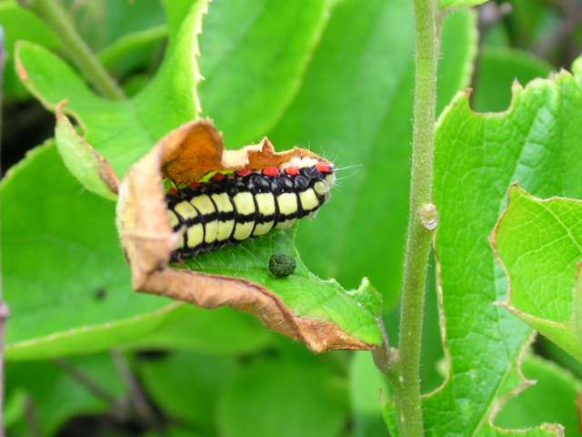 按此在新視窗瀏覽圖片