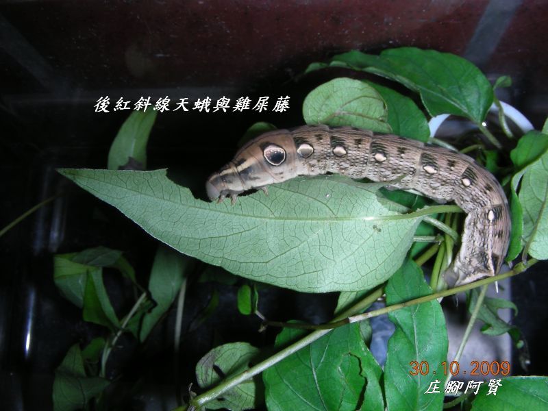 按此在新視窗瀏覽圖片