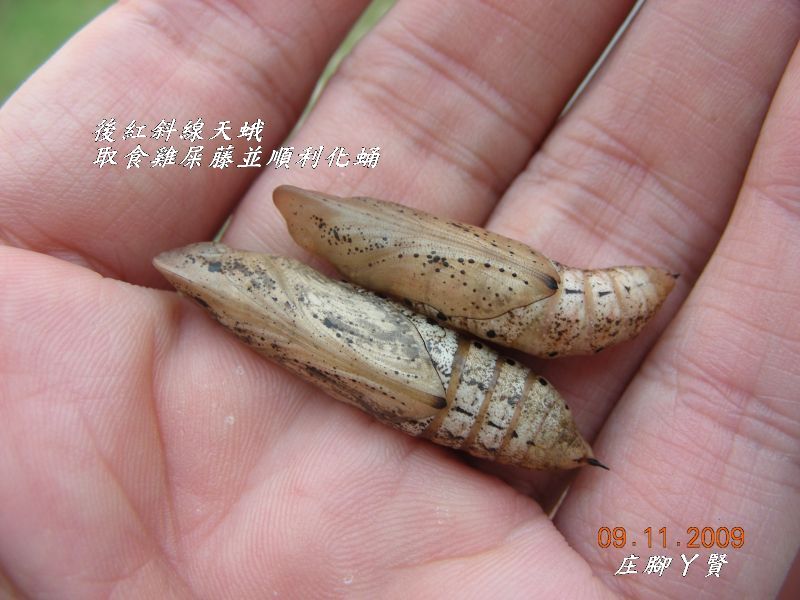 按此在新視窗瀏覽圖片