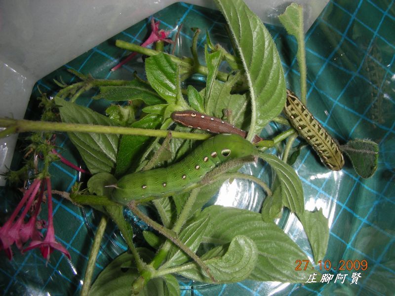 按此在新視窗瀏覽圖片