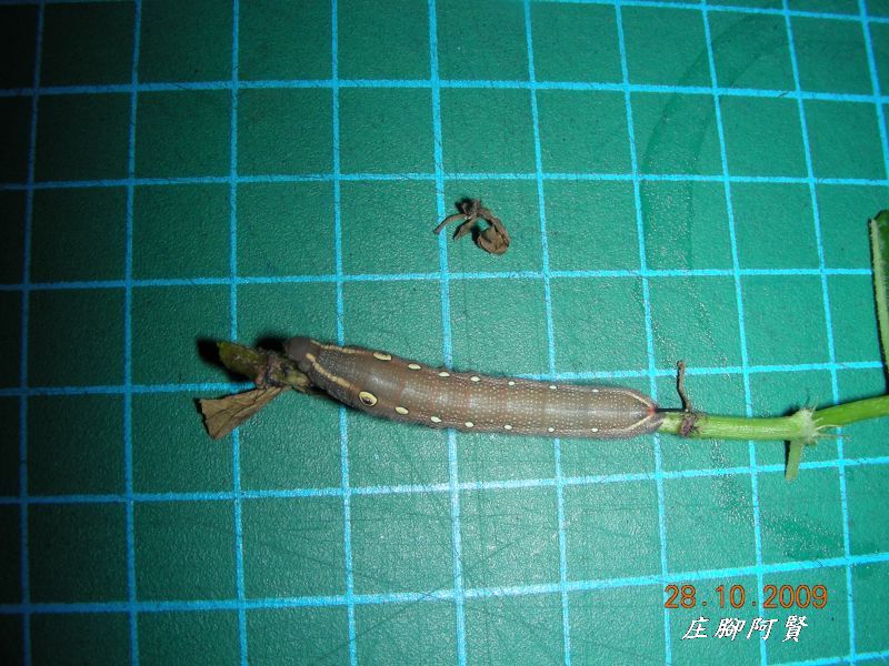 按此在新視窗瀏覽圖片