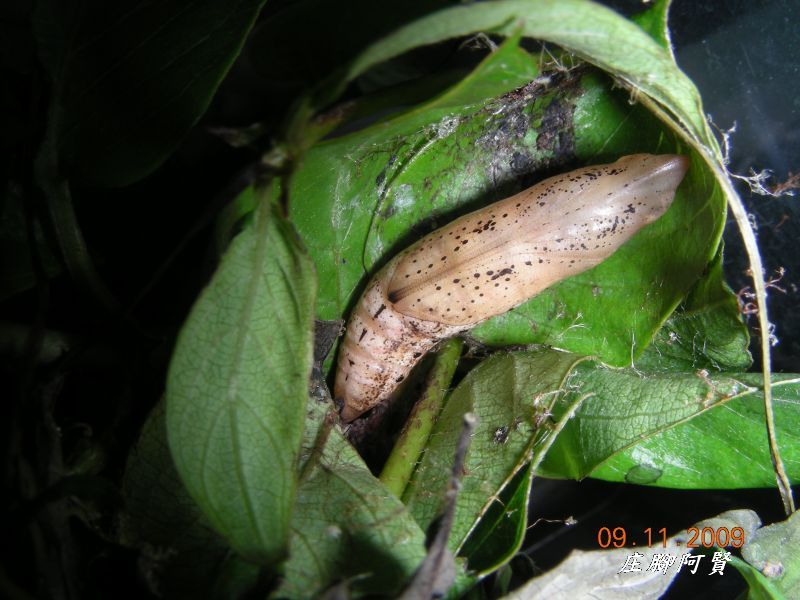 按此在新視窗瀏覽圖片