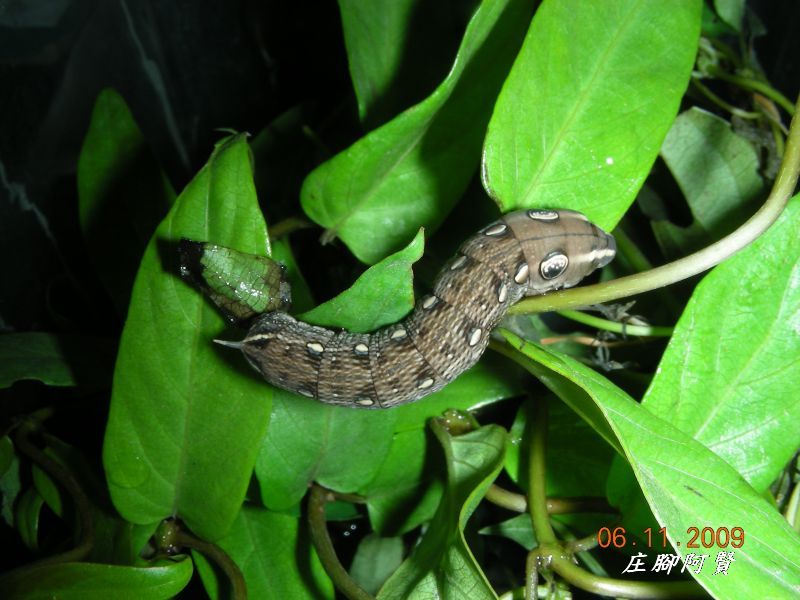 按此在新視窗瀏覽圖片