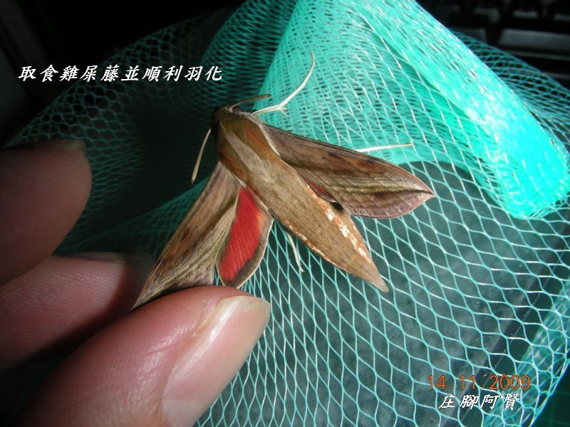 按此在新視窗瀏覽圖片