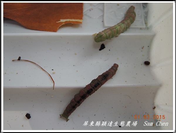 按此在新視窗瀏覽圖片