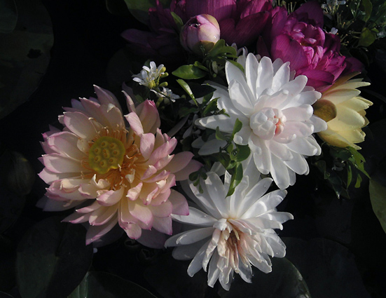 按此在新視窗瀏覽圖片