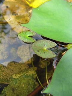 «ö¦¹¦b·sµøµ¡ÂsÄý¹Ï¤ù