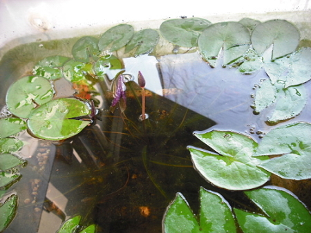 «ö¦¹¦b·sµøµ¡ÂsÄý¹Ï¤ù