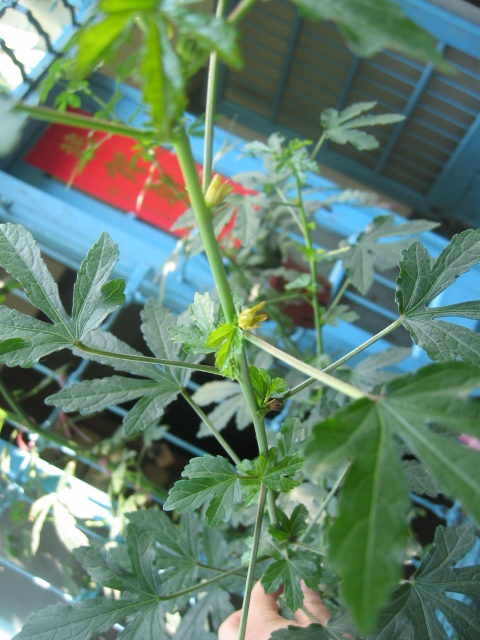 按此在新視窗瀏覽圖片