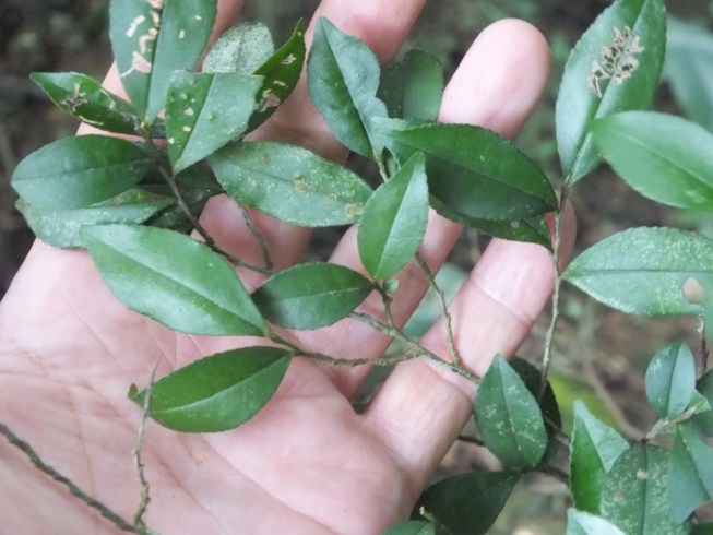 按此在新視窗瀏覽圖片