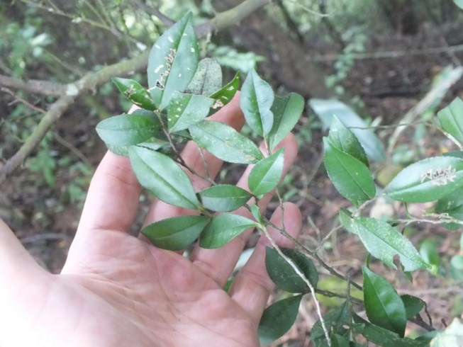 按此在新視窗瀏覽圖片
