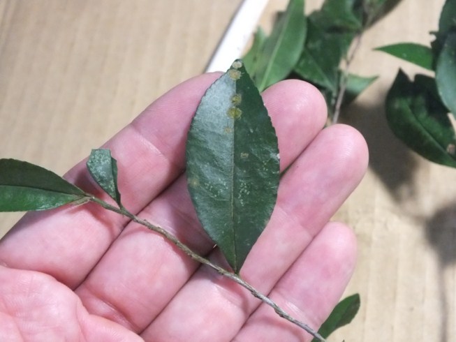 按此在新視窗瀏覽圖片