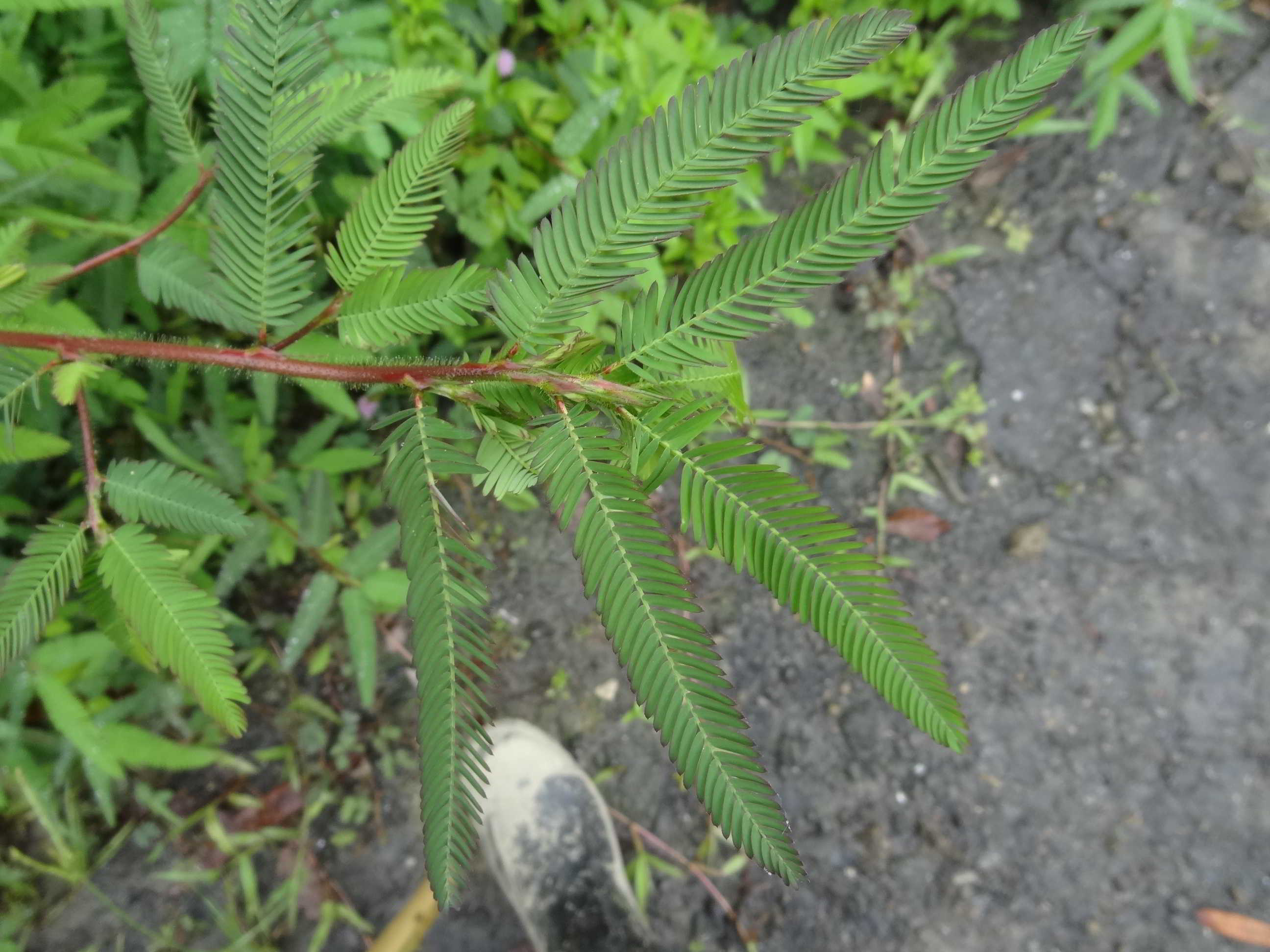 按此在新視窗瀏覽圖片
