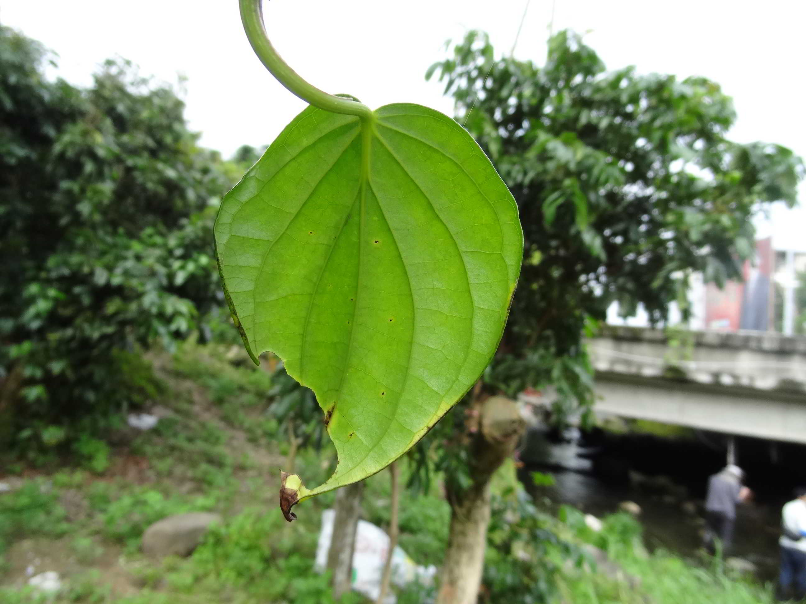 按此在新視窗瀏覽圖片
