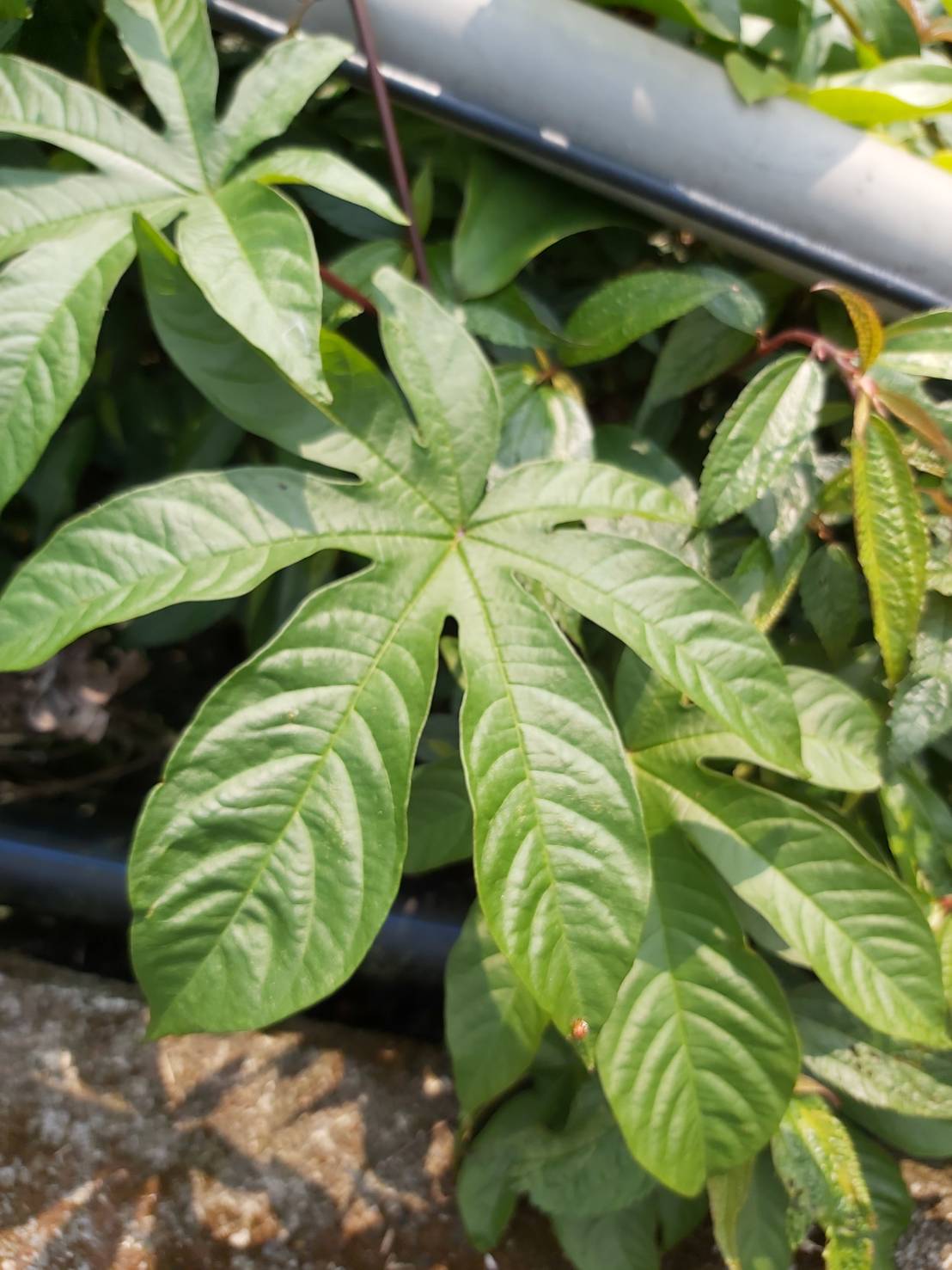 按此在新視窗瀏覽圖片