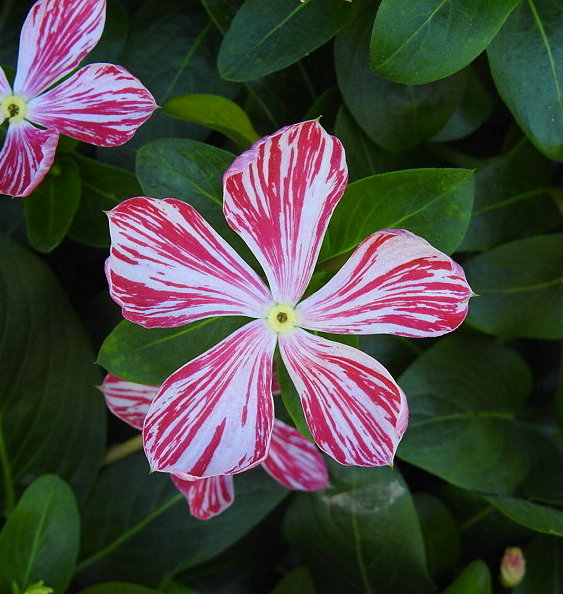 «ö¦¹¦b·sµøµ¡ÂsÄý¹Ï¤ù