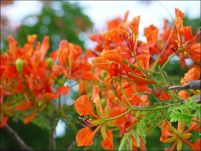 按此在新視窗瀏覽圖片