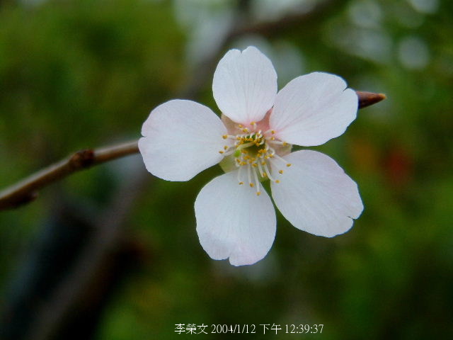 按此在新視窗瀏覽圖片