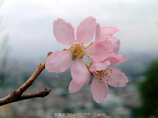 按此在新視窗瀏覽圖片