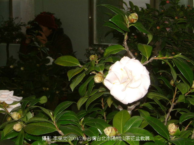 按此在新視窗瀏覽圖片