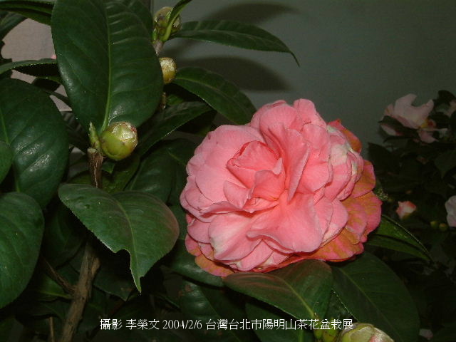 按此在新視窗瀏覽圖片