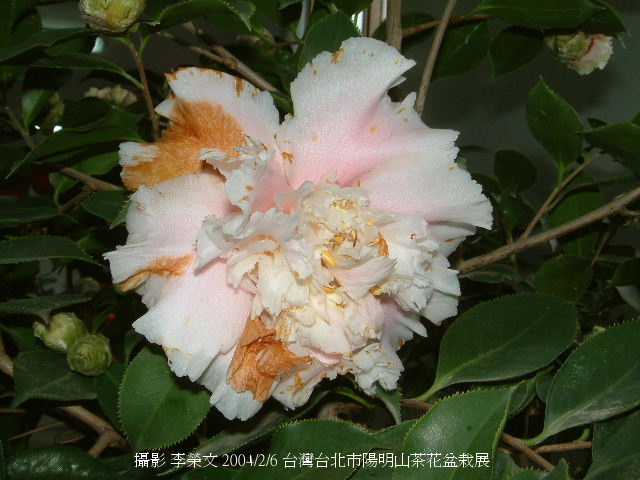 按此在新視窗瀏覽圖片
