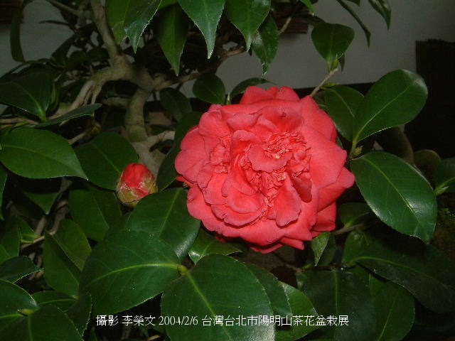 按此在新視窗瀏覽圖片