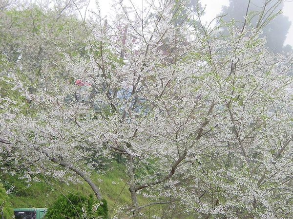 按此在新視窗瀏覽圖片