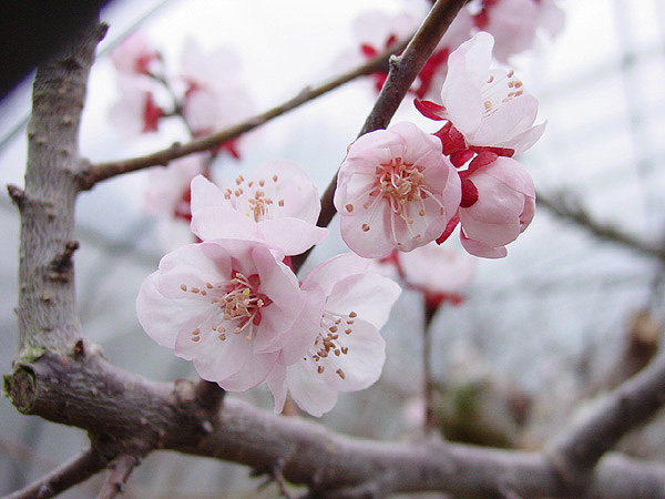 按此在新視窗瀏覽圖片