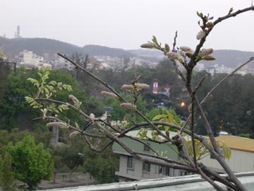 按此在新視窗瀏覽圖片