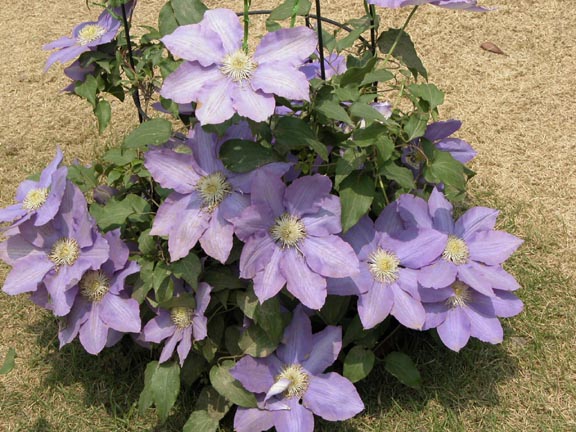 按此在新視窗瀏覽圖片