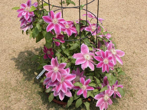 按此在新視窗瀏覽圖片