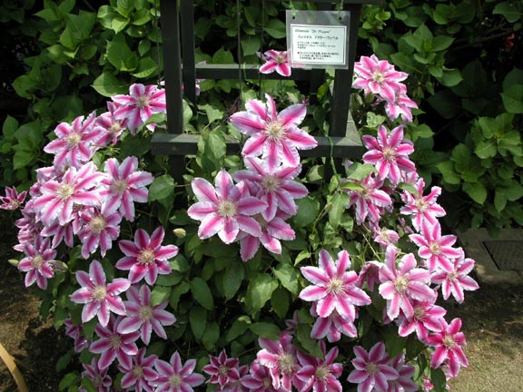 按此在新視窗瀏覽圖片