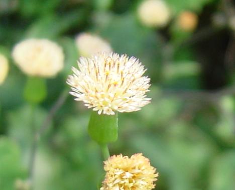 «ö¦¹¦b·sµøµ¡ÂsÄý¹Ï¤ù