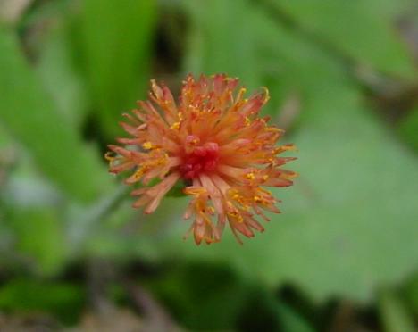 «ö¦¹¦b·sµøµ¡ÂsÄý¹Ï¤ù