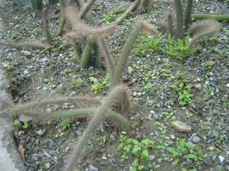 «ö¦¹¦b·sµøµ¡ÂsÄý¹Ï¤ù