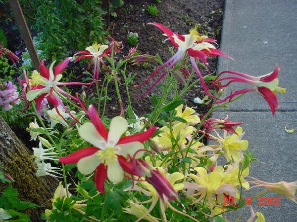 按此在新視窗瀏覽圖片