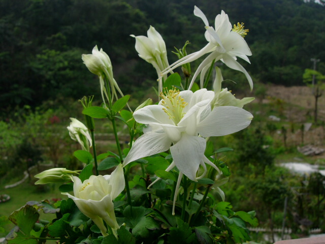 按此在新視窗瀏覽圖片