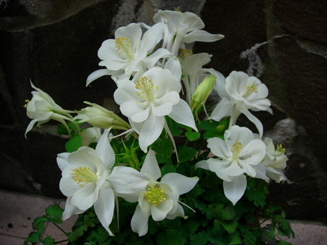 按此在新視窗瀏覽圖片