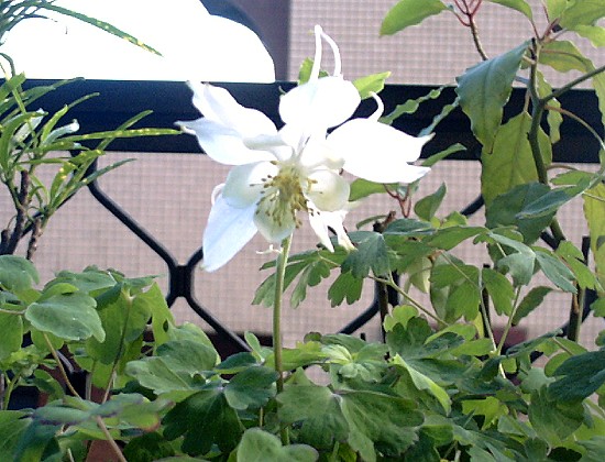 按此在新視窗瀏覽圖片