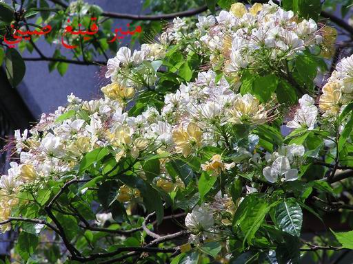 «ö¦¹¦b·sµøµ¡ÂsÄý¹Ï¤ù